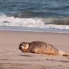 Photo: Baby Seal Soaks Up Yesterday's Winter Sunshine